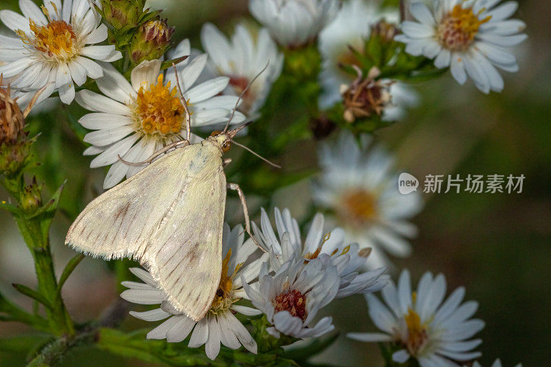 胡萝卜籽蛾，（小胡萝卜蛾），蓖麻蛾。