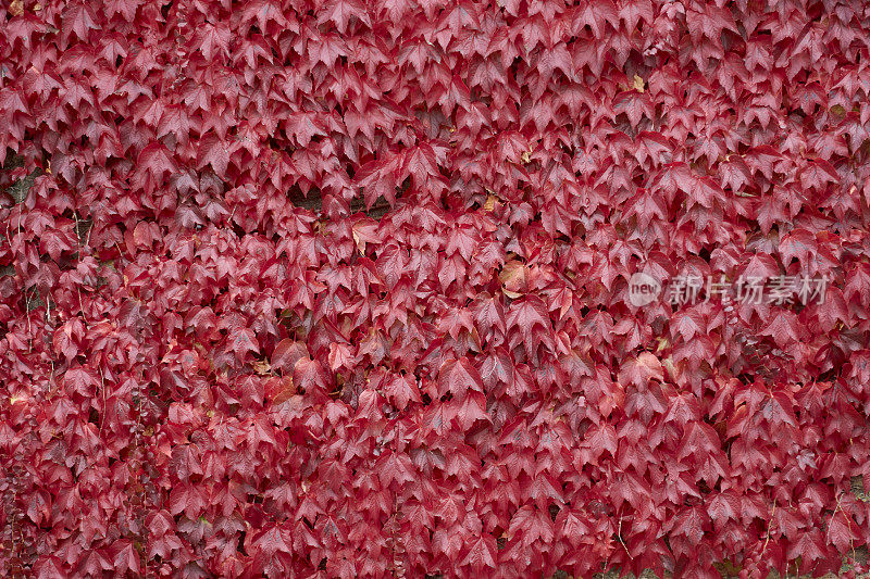墙上爬满了秋天的常春藤