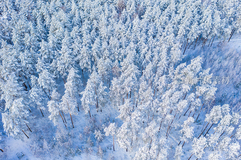 覆盖着雪的混交林鸟瞰图。