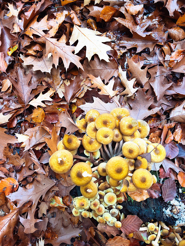 秋天森林里的黄色蘑菇