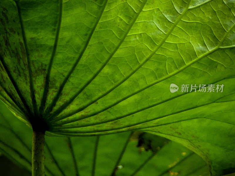 荷花的芽和叶