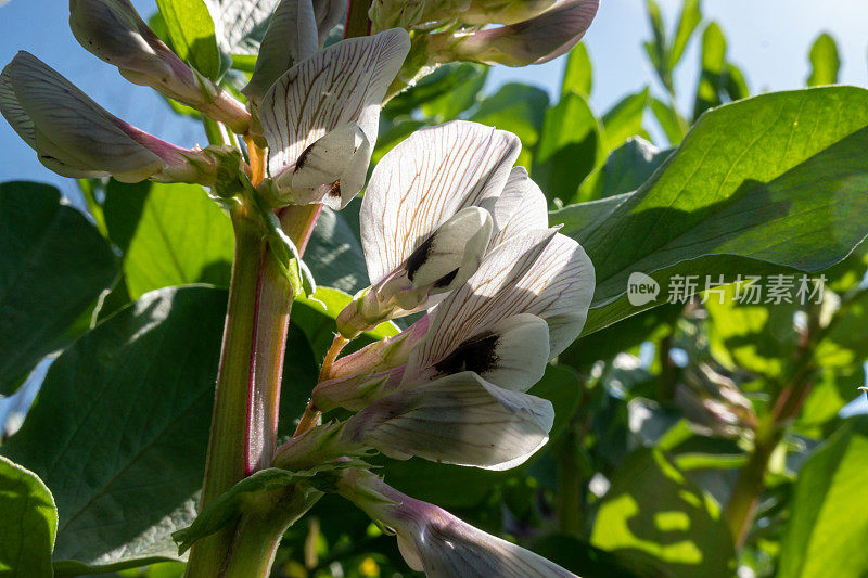 阳光下，菜园子里开花的蚕豆