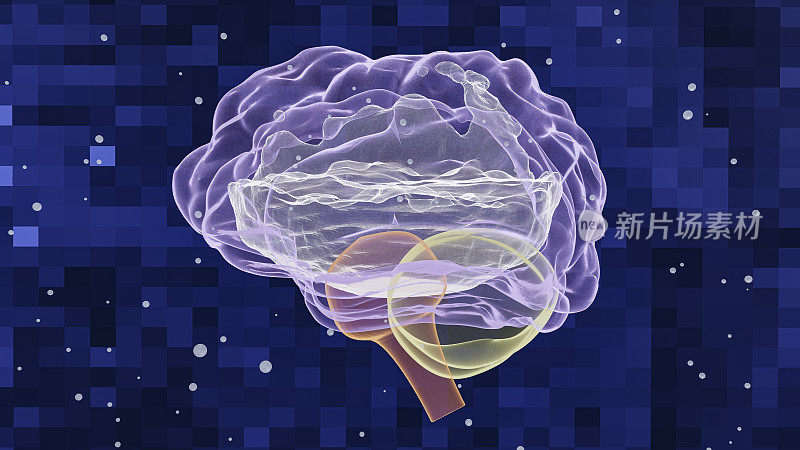 人类大脑的x光，大脑主要由水组成