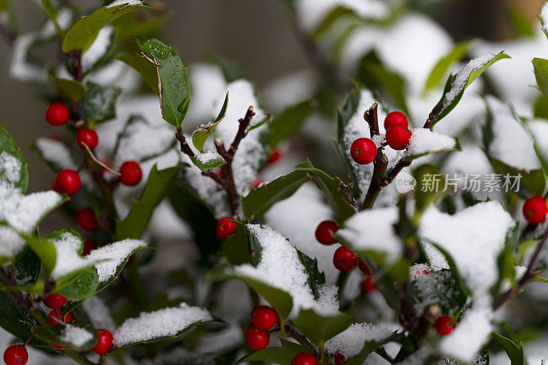冬青浆果在冬天的雪