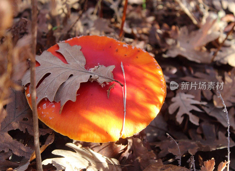 凯撒鹅膏菌，其蘑菇通常被称为oronja，凯撒鹅膏菌，国王蛋或蛋黄，是一种担子菌蘑菇目。