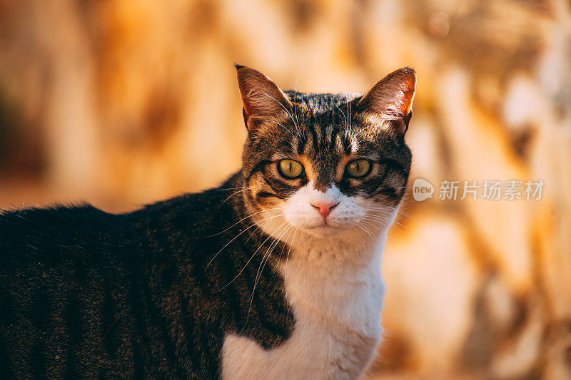 花园中的虎斑猫