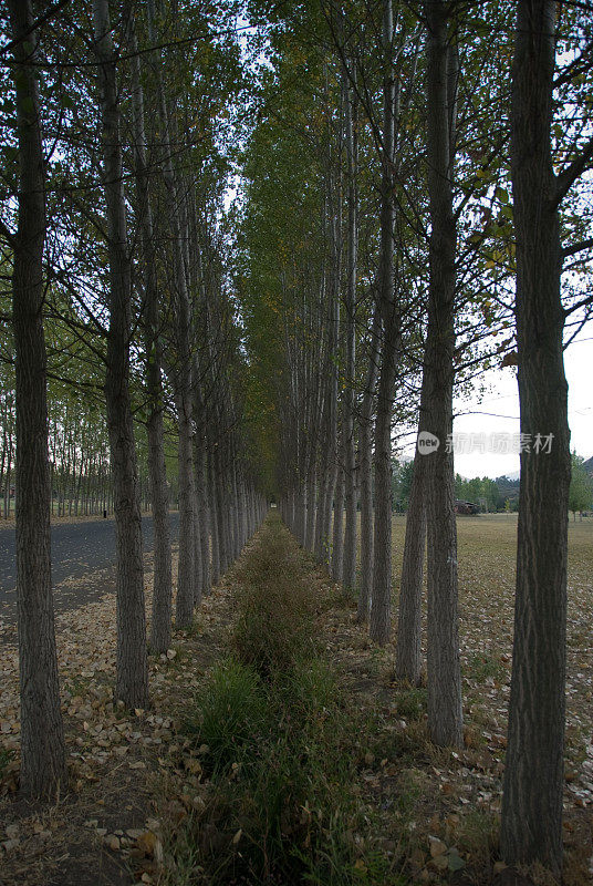 垂直拍摄的农村地区公路沿线的高大的树木和绿叶
