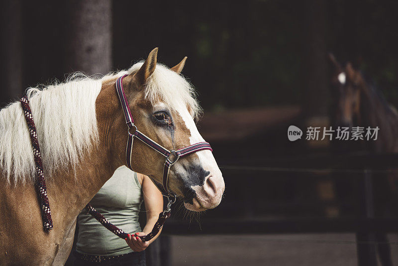 侧面肖像一匹美丽的马与金发和红色的皮带