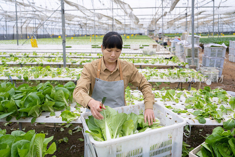 一位中国女农民正在农场的温室里给蔬菜分类