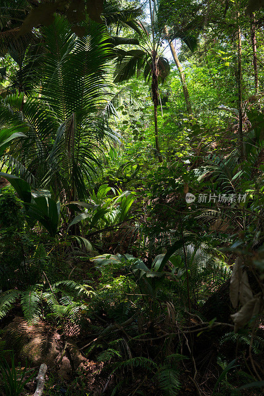 塞舌尔山上的茂密丛林。