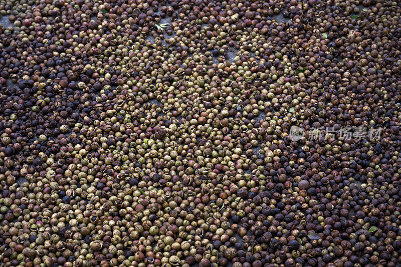 成熟的山茶树种子，茶树种子