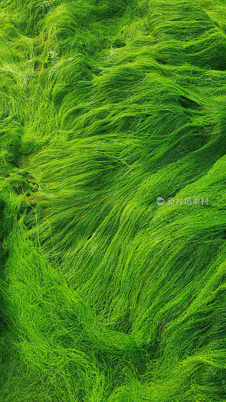 垂直特写的海草苔藓，绿藻纹理