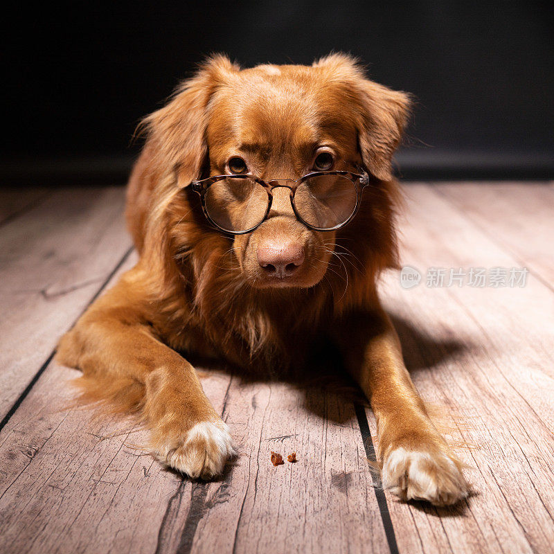 一只戴眼镜的狗的画像。这只狗正在摆姿势拍照。