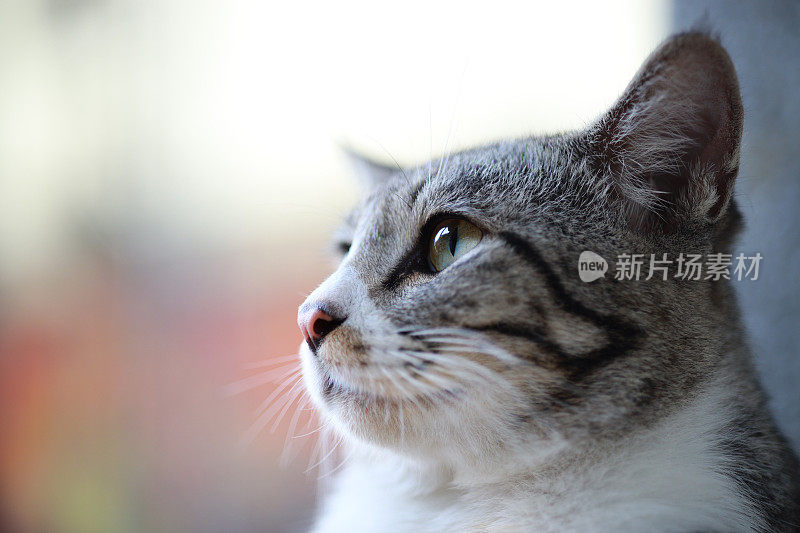 美丽的条纹猫躺在地板上的特写肖像，背景模糊