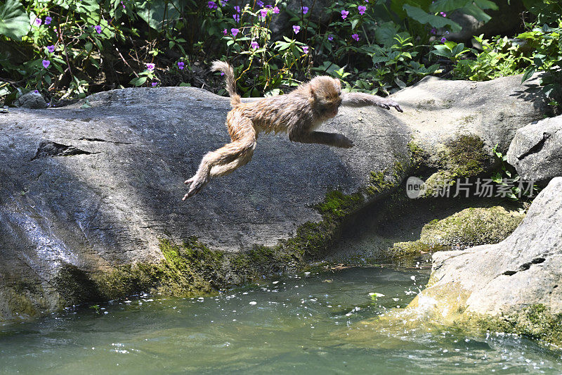 猕猴在水里玩耍