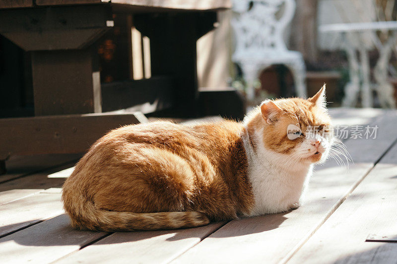 一只流浪猫在花园的木甲板上放松的画面
