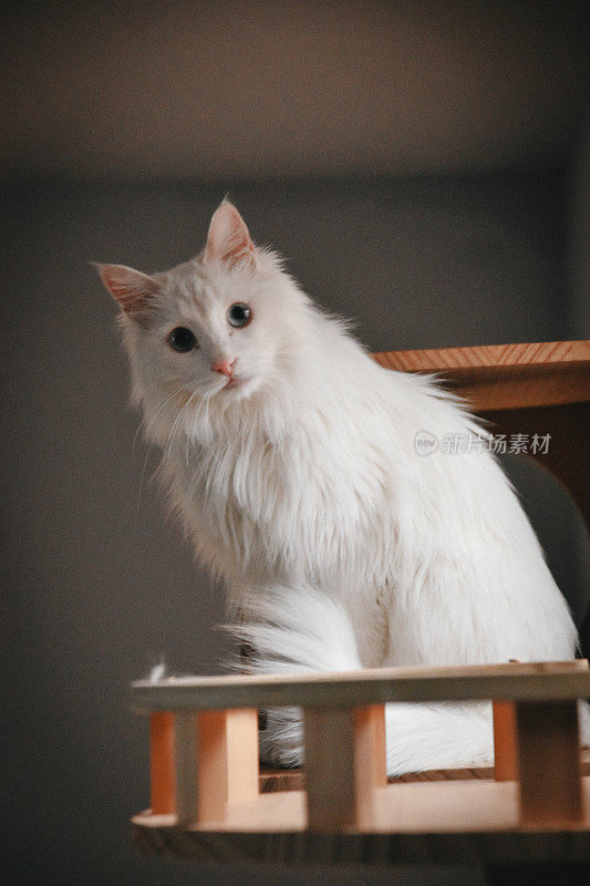 白色长毛猫全身肖像，看着相机。