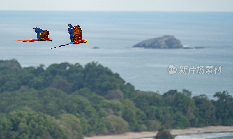 哥斯达黎加太平洋海岸曼努埃尔·安东尼奥国家公园的野生猩红金刚鹦鹉热带鸟类