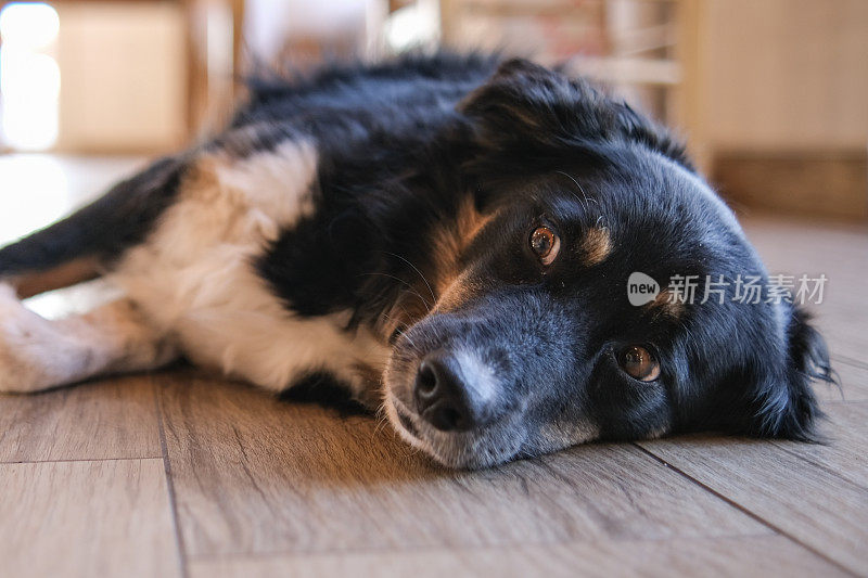 有趣的牧羊犬享受阳光灿烂的一天