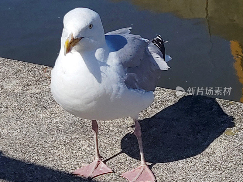 帕德斯托码头上的鲱鱼鸥