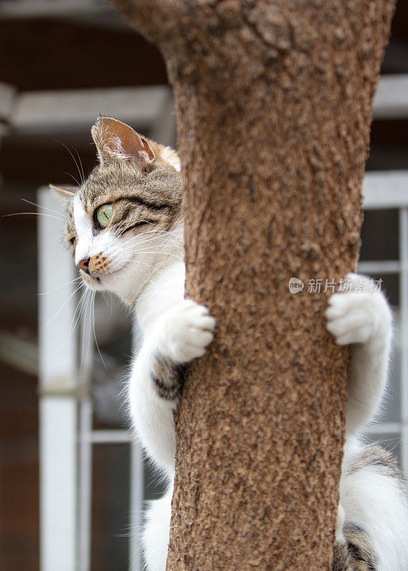 流浪猫正看着树上的摄像机。