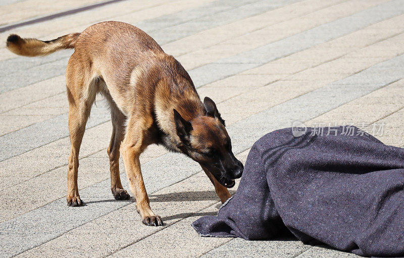 警犬发现了可疑的东西