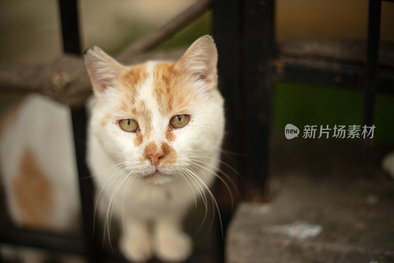 多色的流浪猫站在街中央。