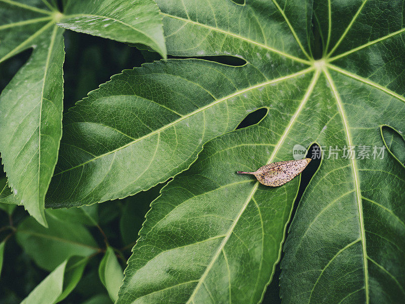 法西娅植物的叶子。