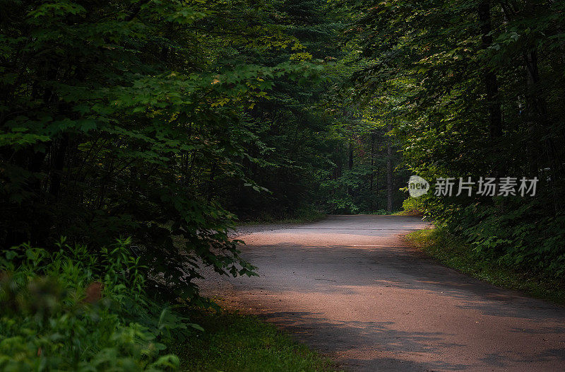 《恢复之路:森林穿越大火之旅