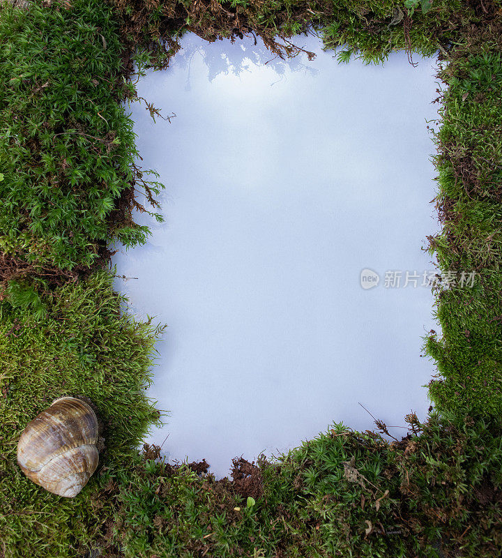 森林、自然和荒野的概念。从苔藓和蜗牛的框架。白色背景。从上面看。副本的空间。