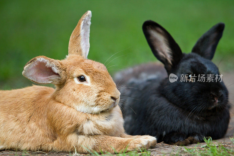 两只兔子在草地上
