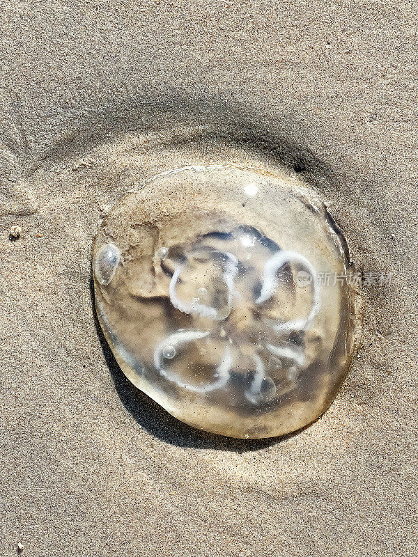 海滩上的月亮水母