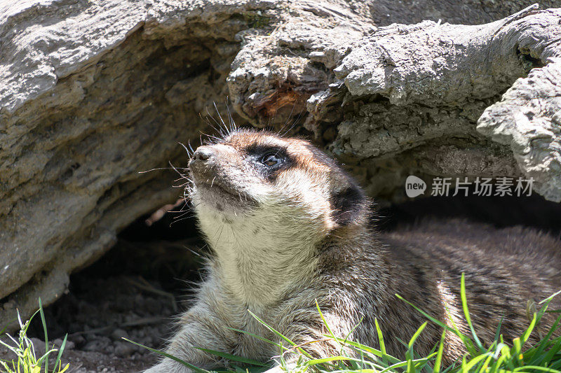 猫鼬躺在草地上凝视着天空