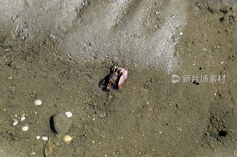 在红树林沙滩上的水里，一只沙蟹