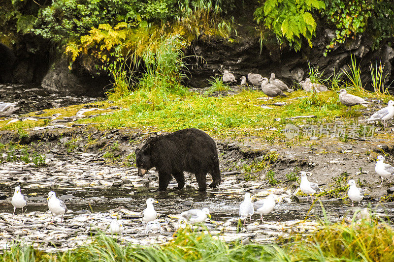 阿拉斯加的动物——阿拉斯加瓦尔迪兹的黑熊