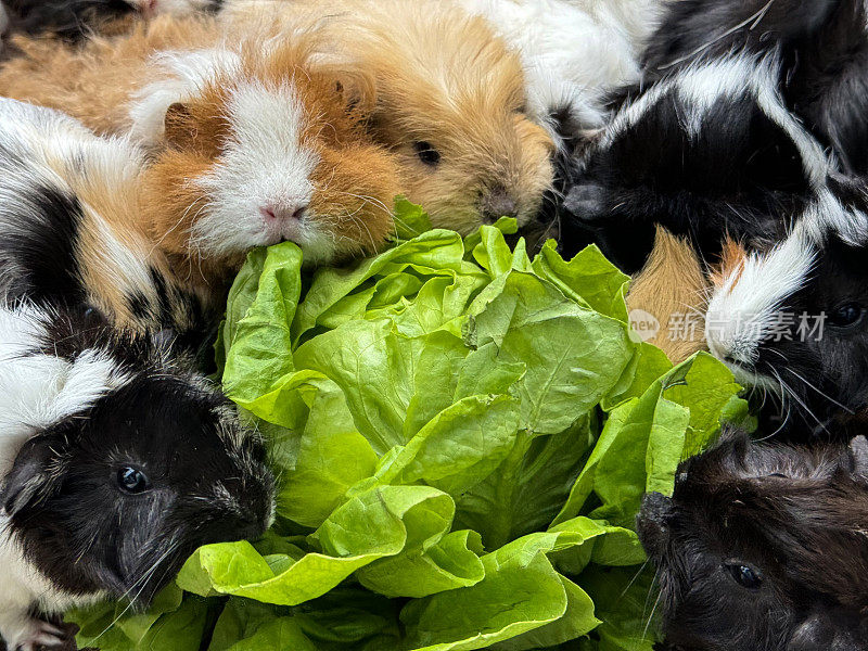 全画幅图像，一群雌性，短毛和长毛豚鼠吃着一颗生菜，室内围栏配有兽医床上用品，抬高视野，重点放在前景上