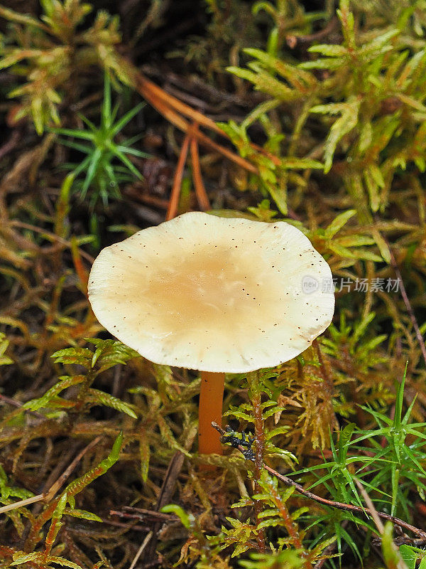 裸子菇属的一种蘑菇