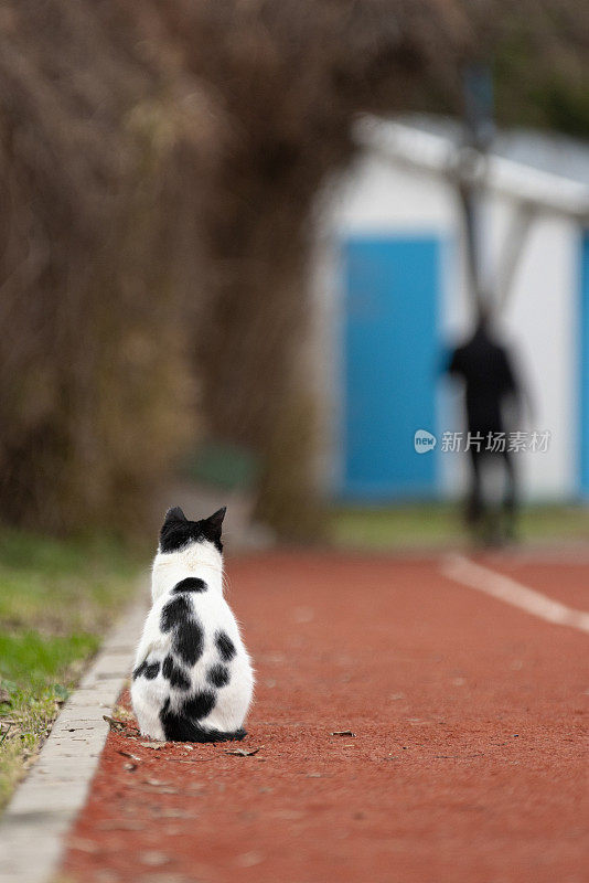 黑白相间的流浪猫。