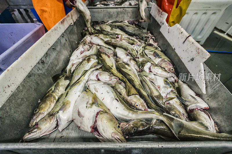 鳕鱼捕捞业:鱼厂的鱼加工