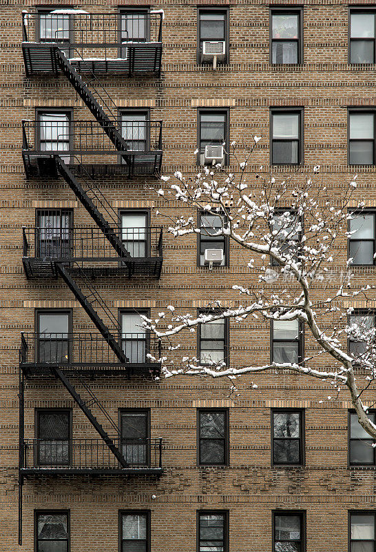 在纽约布鲁克林的冬天，有消防通道和窗户的砖砌公寓楼(高层住宅)前被雪覆盖的树