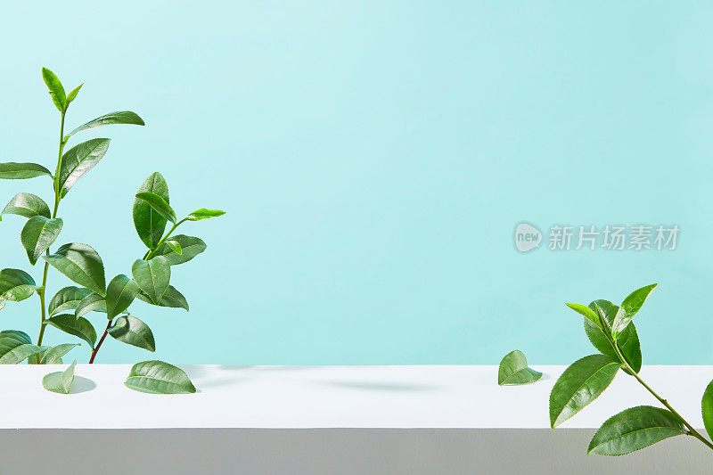 独特的设计模板在浅蓝色的背景上，空白的白色平面显示从绿茶等天然成分中提取的产品。正面照片，留出文字空间