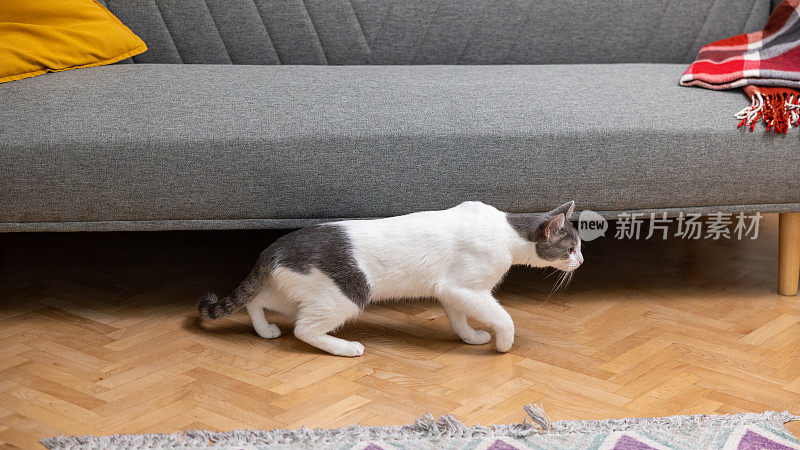 混种家猫，出来时在沙发底下伸懒腰