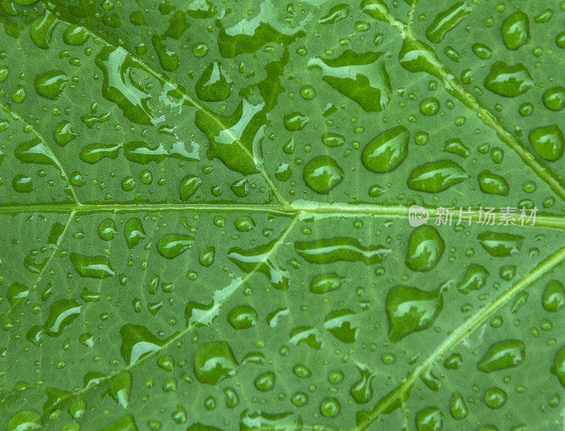 雨后的水滴落在树叶上