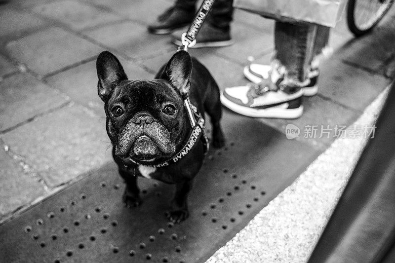 在这张单色街头肖像中，一只黑色的法国斗牛犬有着富有表情的眼睛，传达了城市宠物生活的精髓。它警觉的目光反映了狗对城市喧嚣的看法。