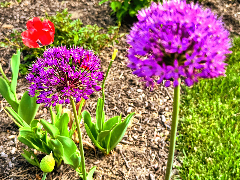 系列4#雪花紫色allium的一部分是m和红色郁金香花