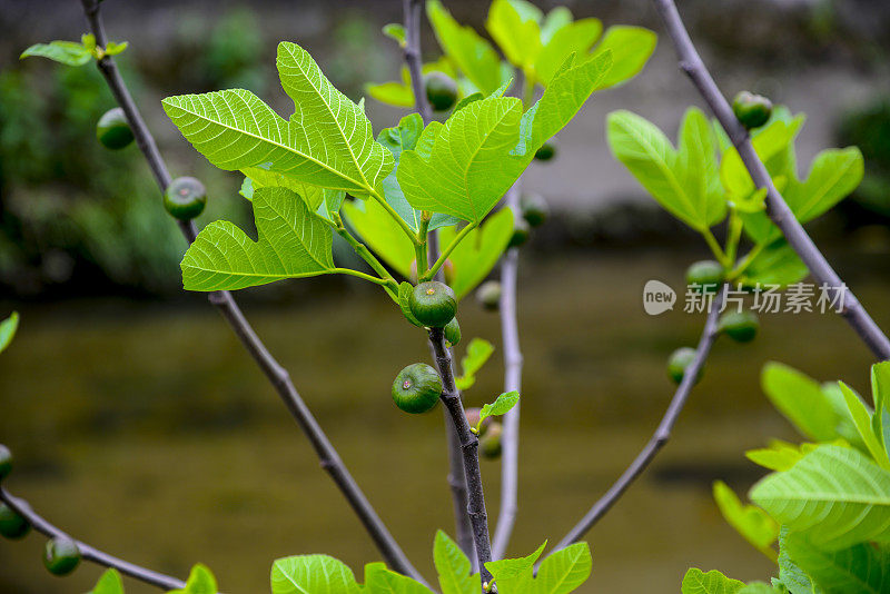 结果的无花果树