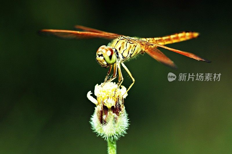 蜻蜓在野花。