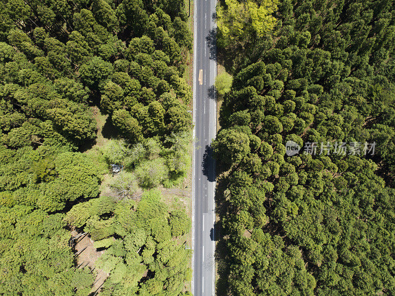 森林中笔直的道路鸟瞰图