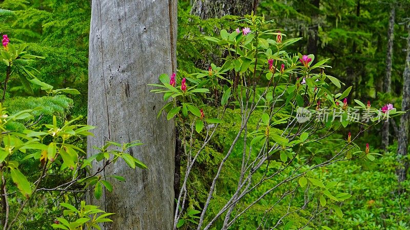 俄勒冈州野生Rhody