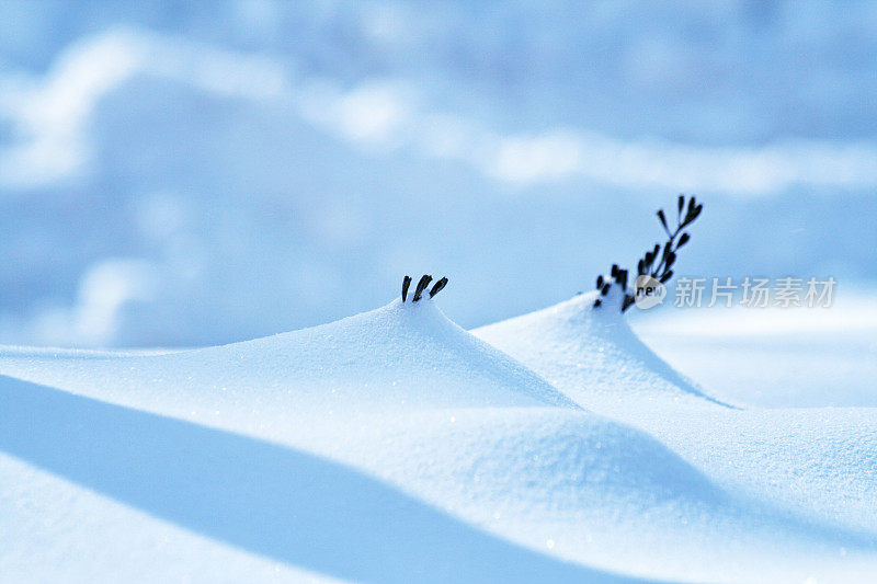 顽强的灌木枝尖端从深雪中伸出